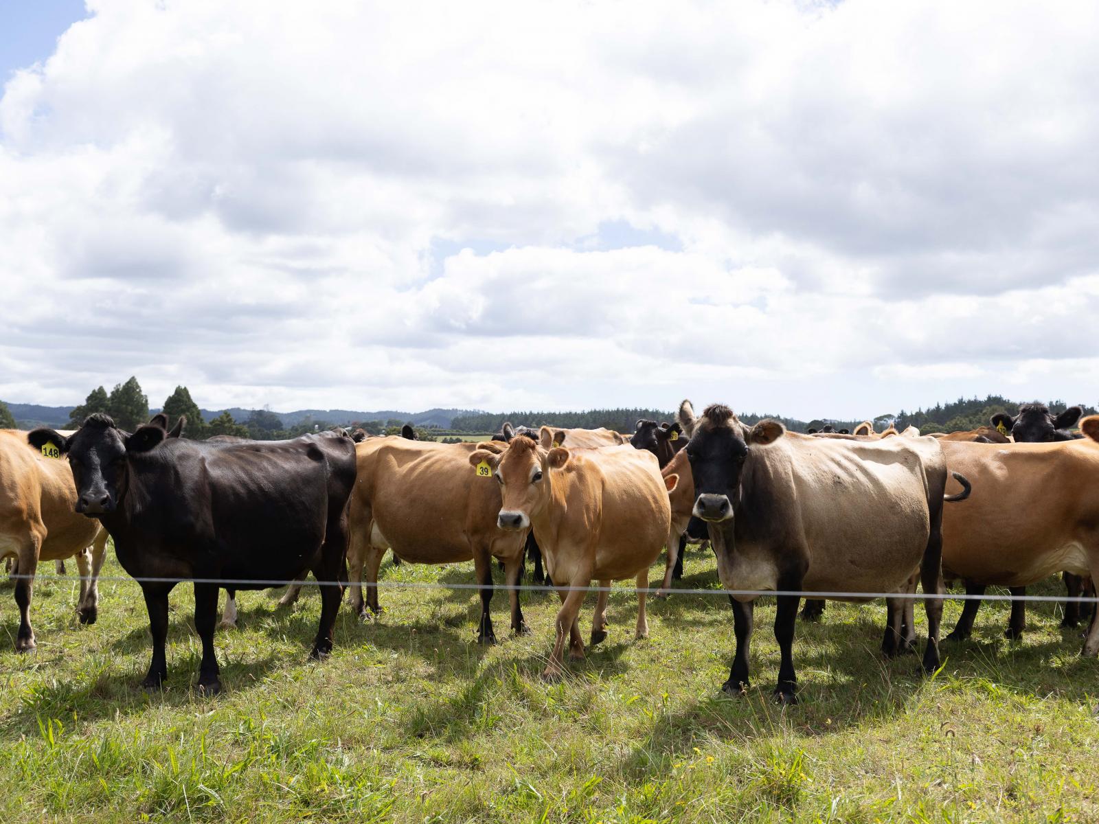 503 Puhipuhi Road, Whakapara