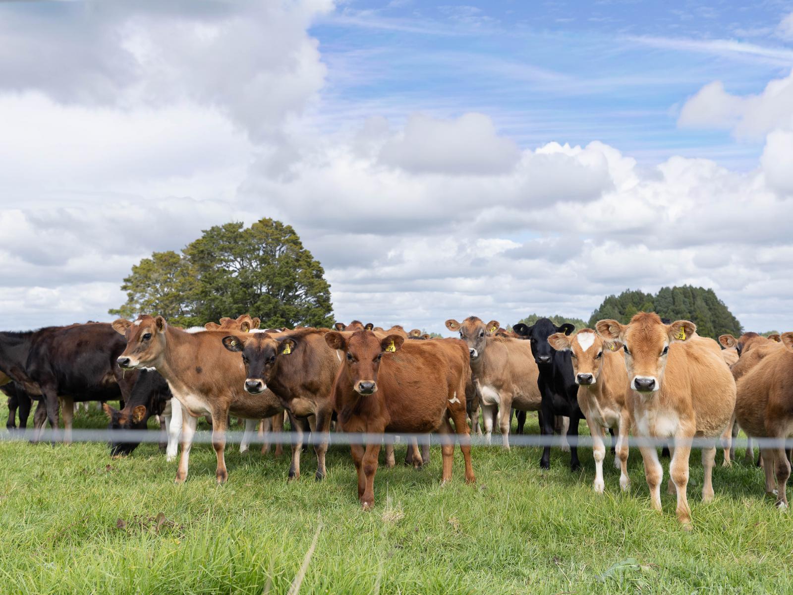 503 Puhipuhi Road, Whakapara