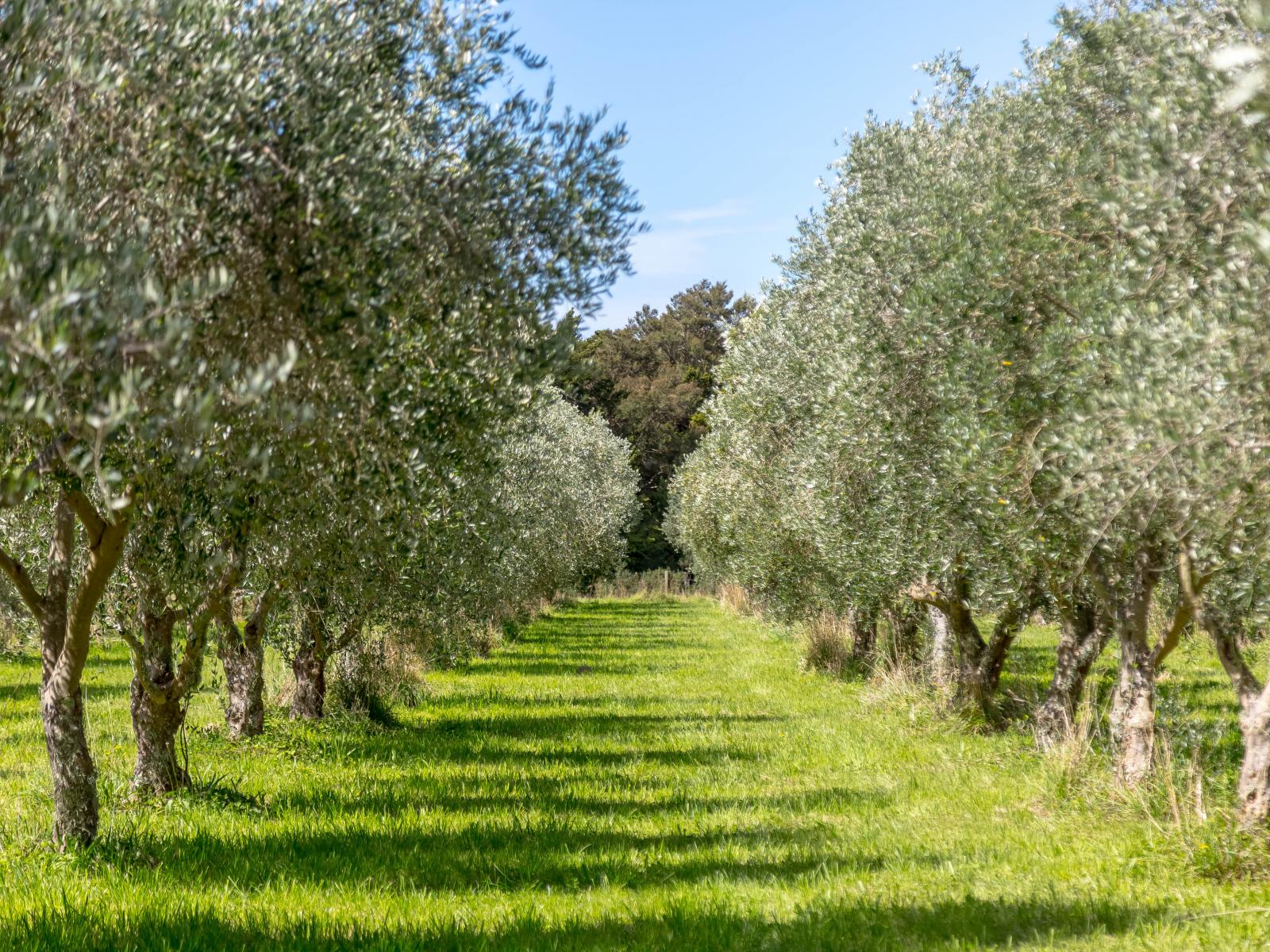 581 Matarawa Road, Carterton