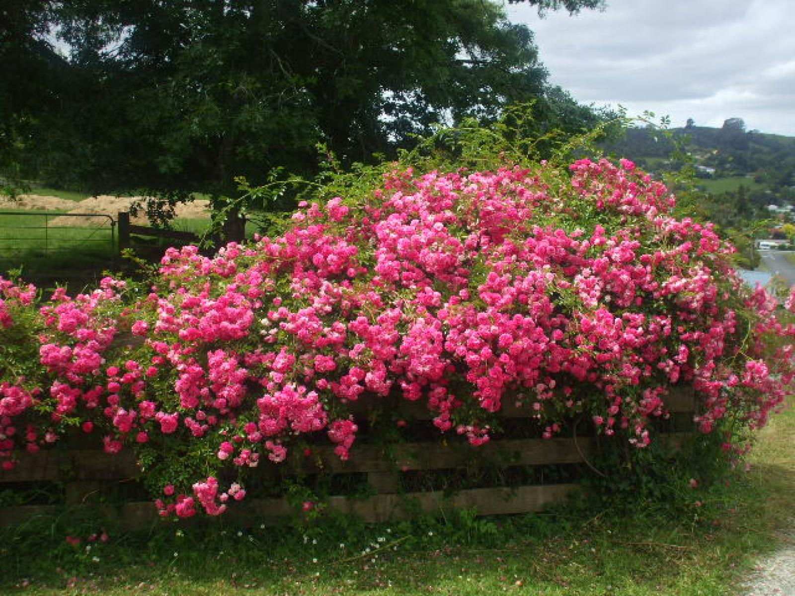 24 Mary Street, Te Kuiti