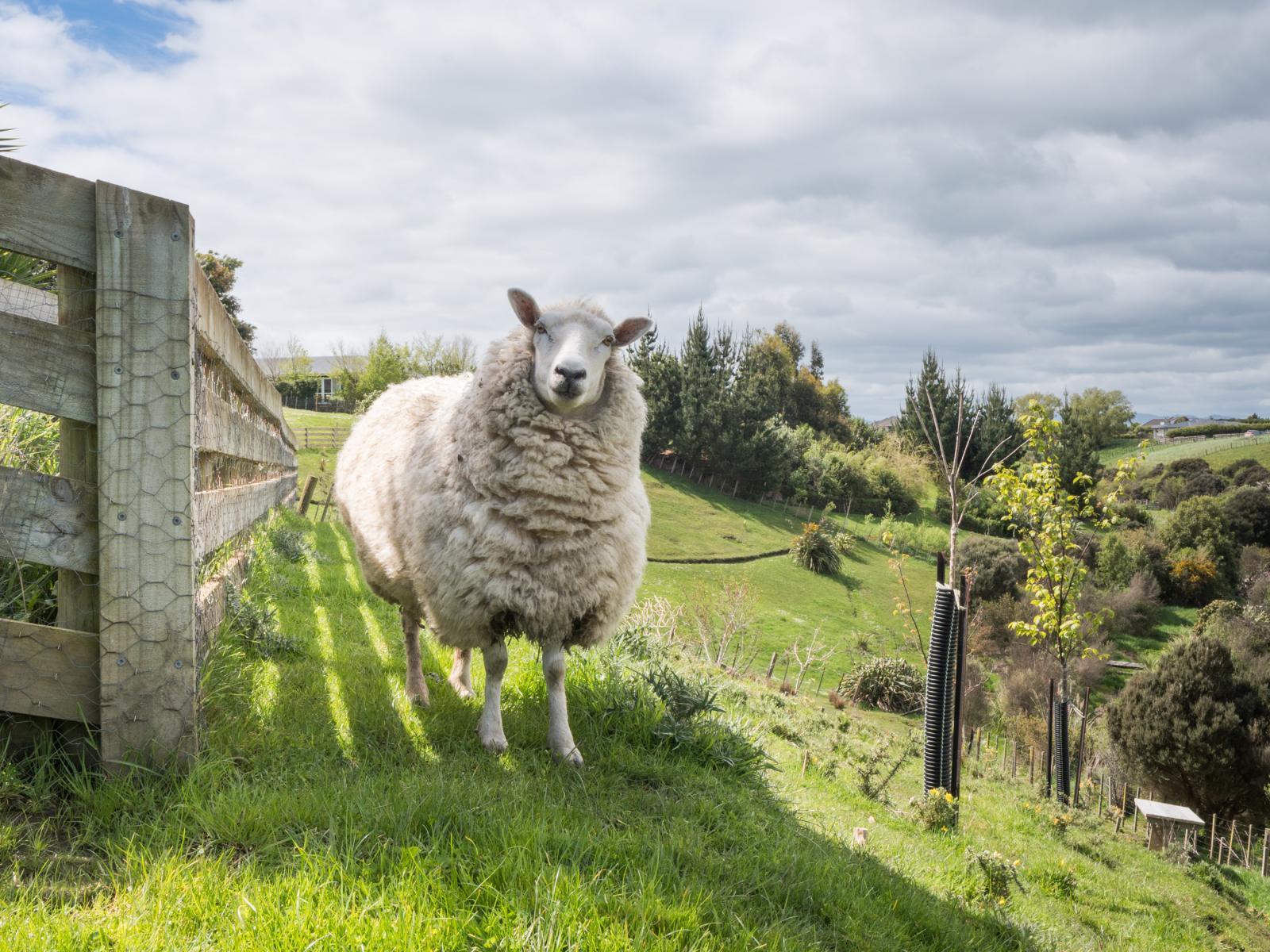 49 Wapiti Avenue, Feilding