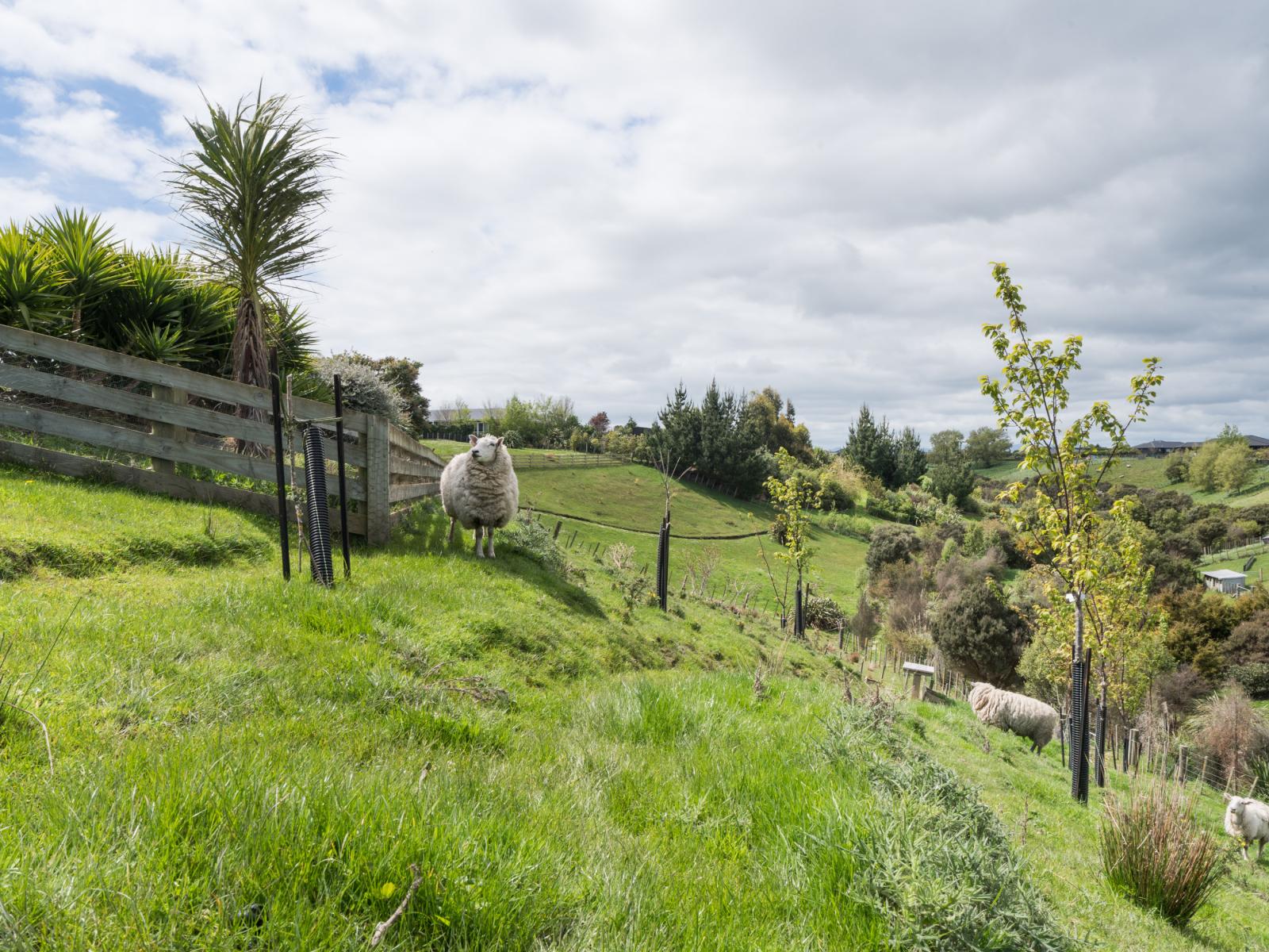 49 Wapiti Avenue, Feilding