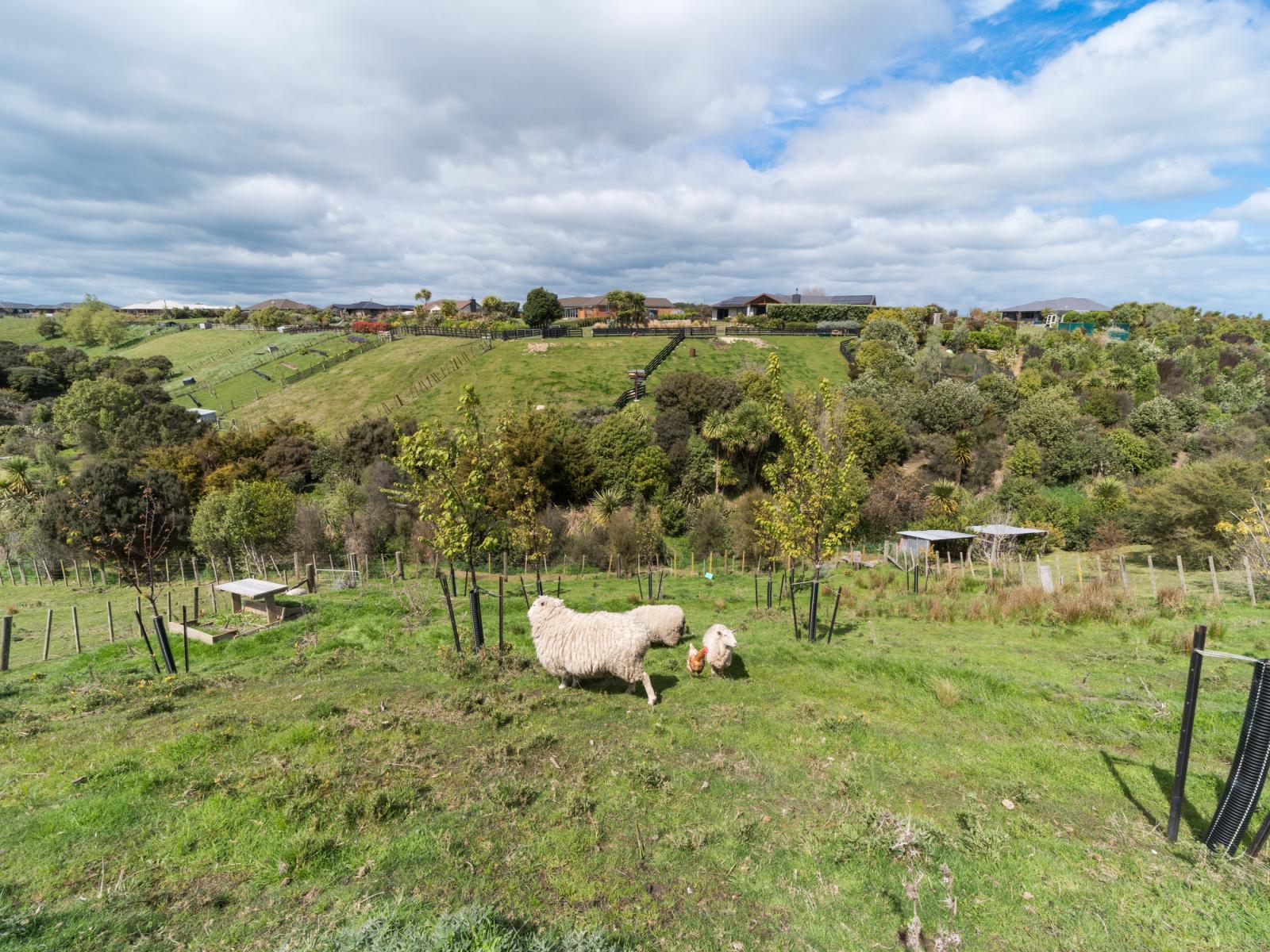 49 Wapiti Avenue, Feilding