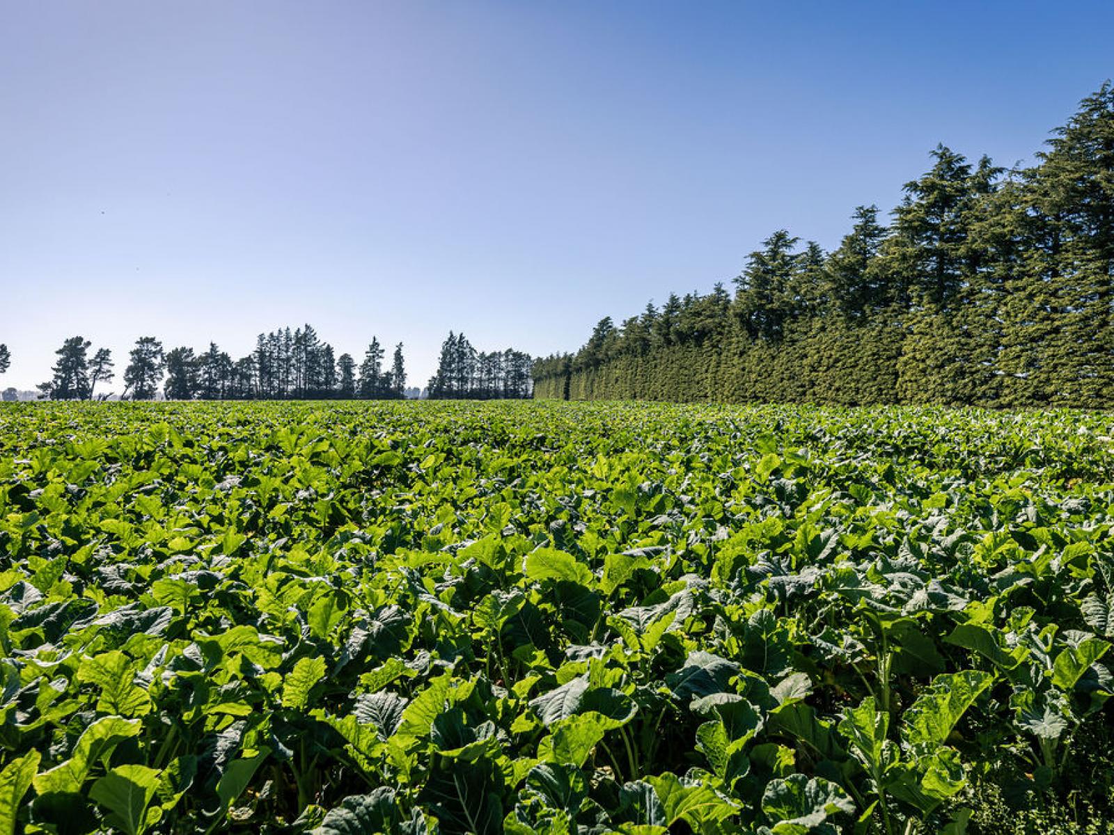 1710 Ealing Montalto Road, Ashburton