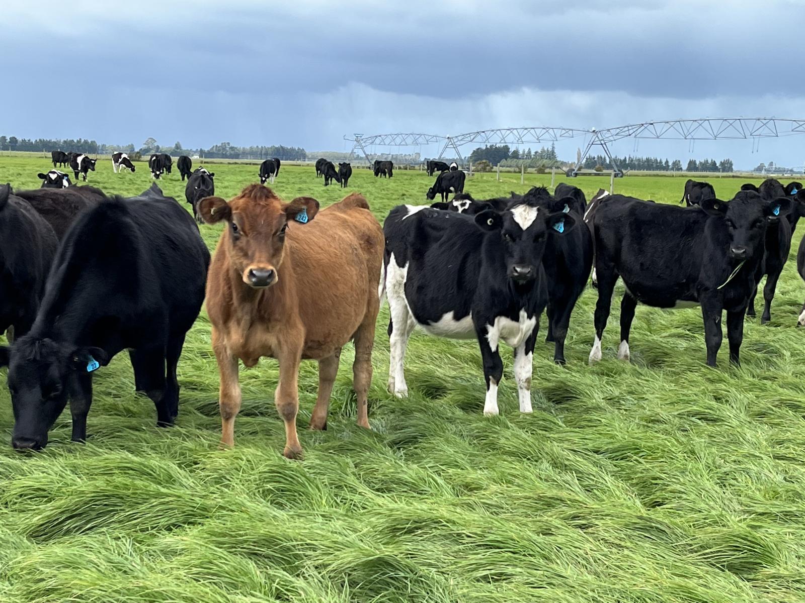 1710 Ealing Montalto Road, Ashburton