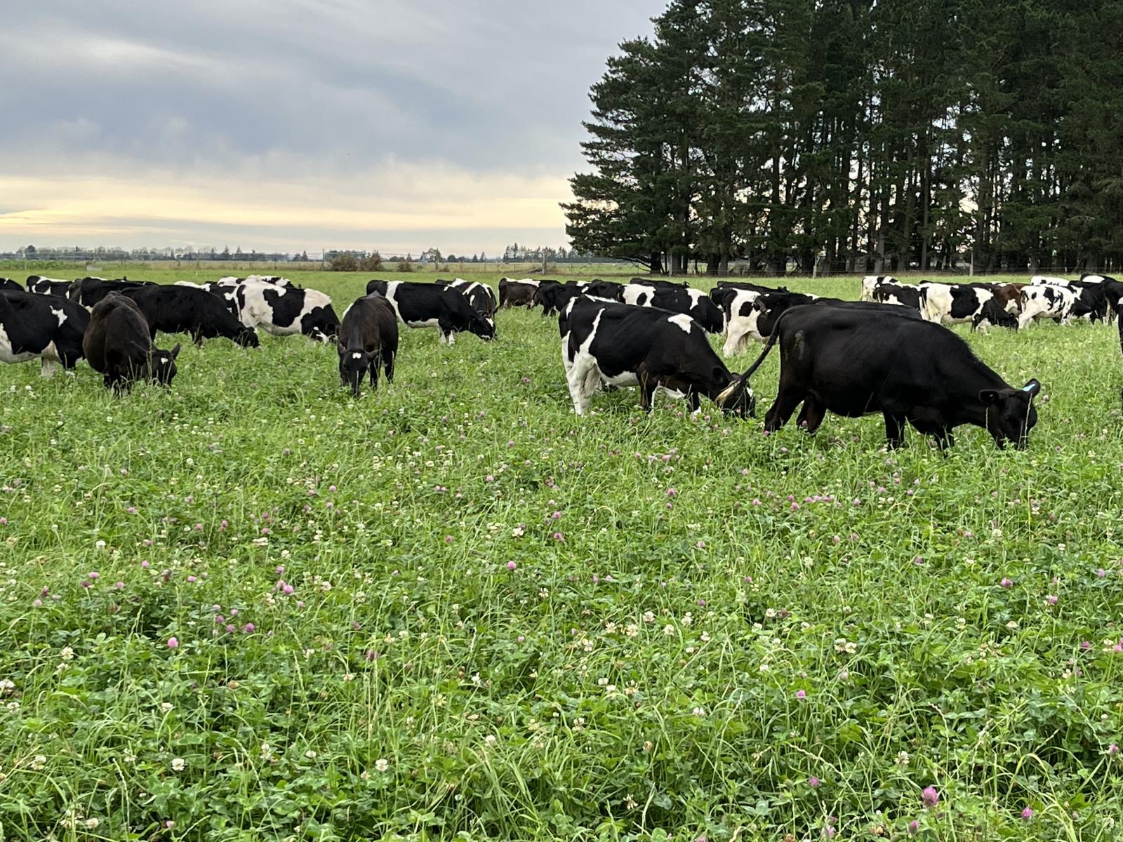 1710 Ealing Montalto Road, Ashburton