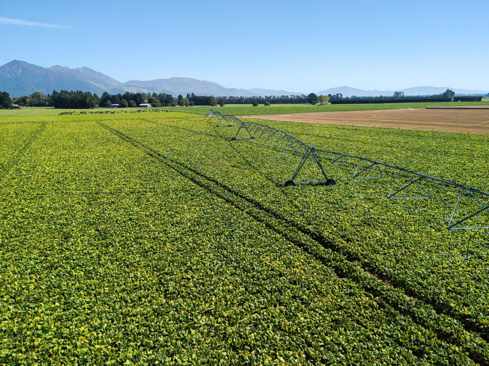 1710 Ealing Montalto Road, Ashburton