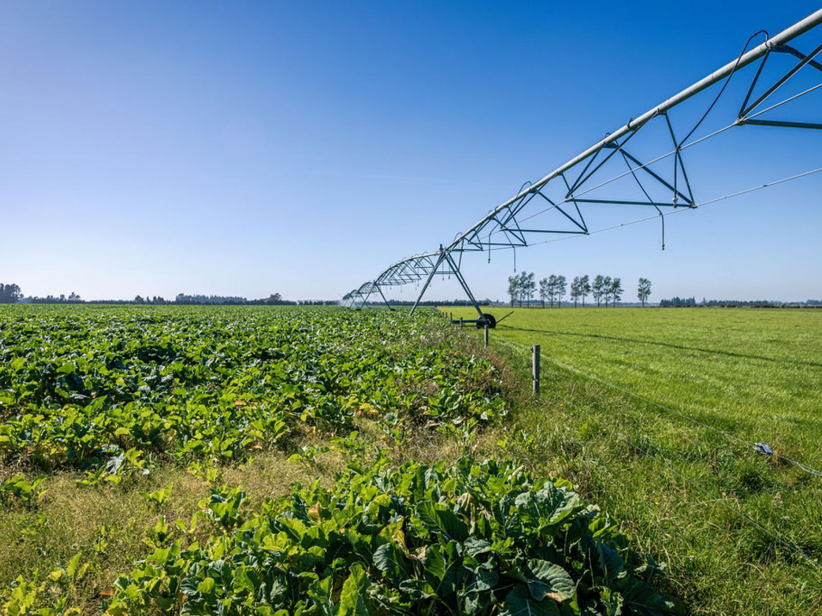 1710 Ealing Montalto Road, Ashburton