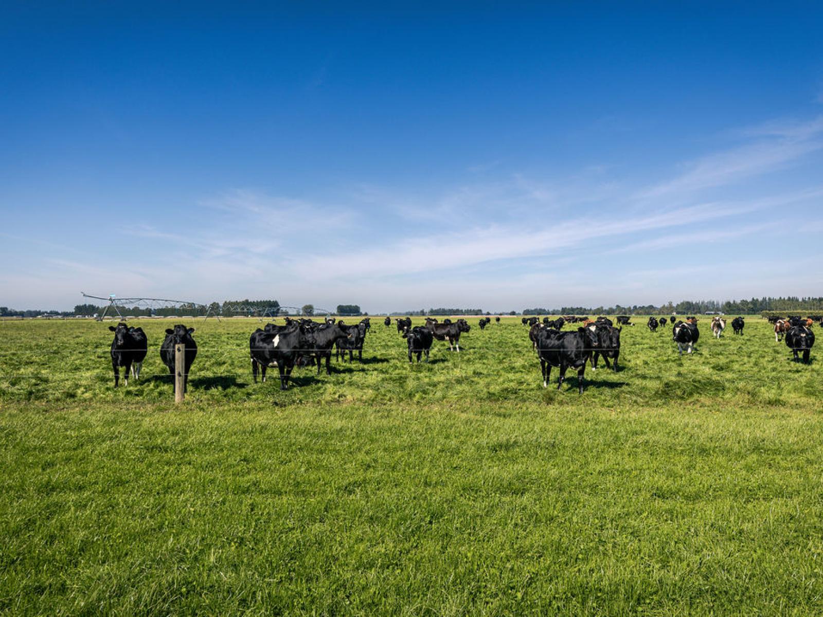 1710 Ealing Montalto Road, Ashburton