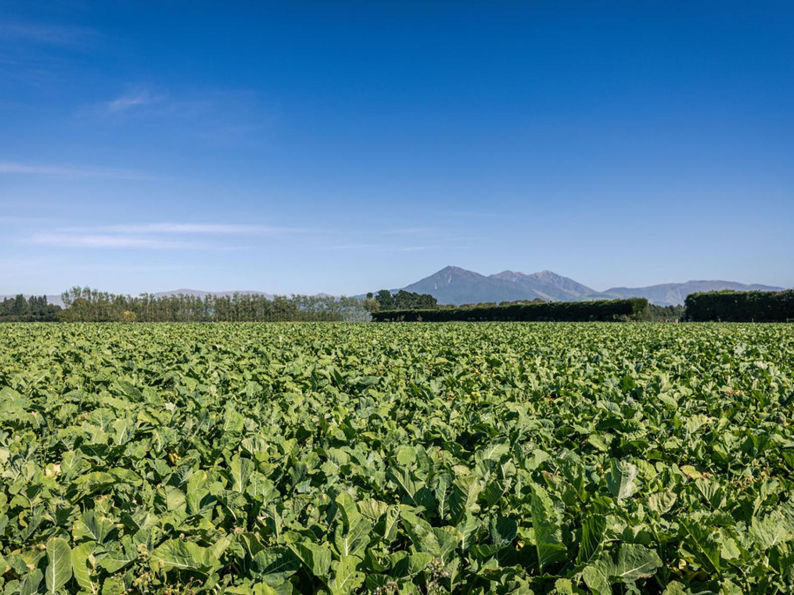 1710 Ealing Montalto Road, Ashburton