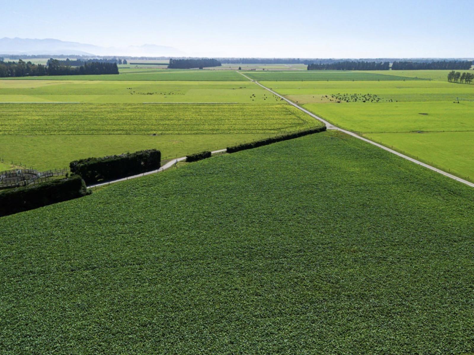 1710 Ealing Montalto Road, Ashburton