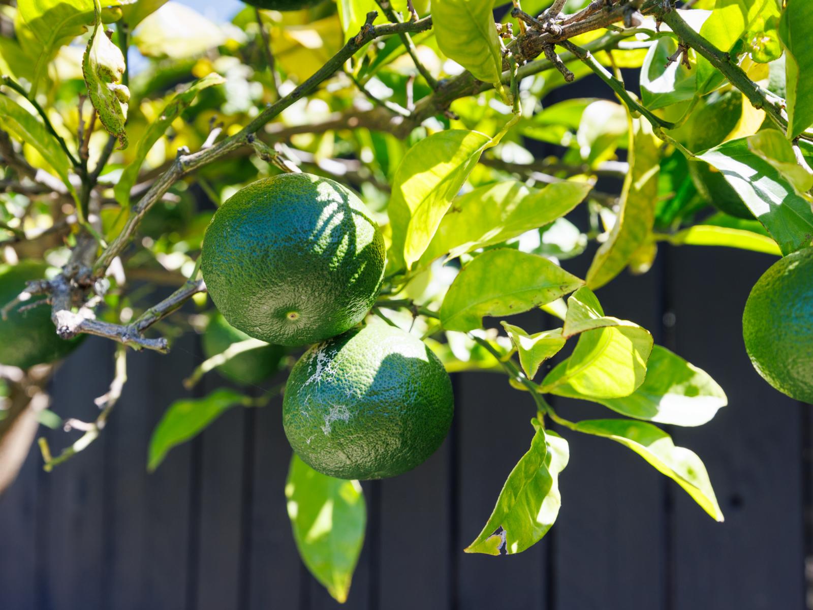 92 Parnell Heights Drive, Kelvin Grove