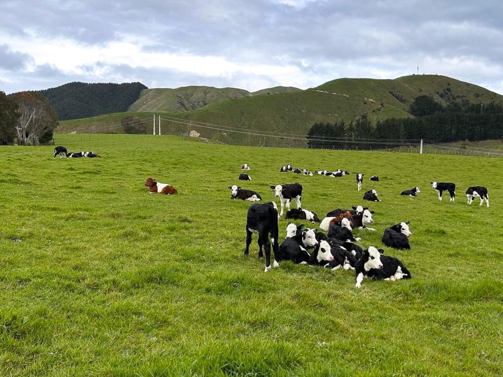 100 Heights Road , Shannon