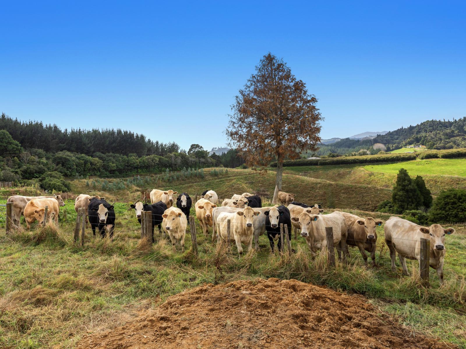 1207C Stanley Road, Whakatane