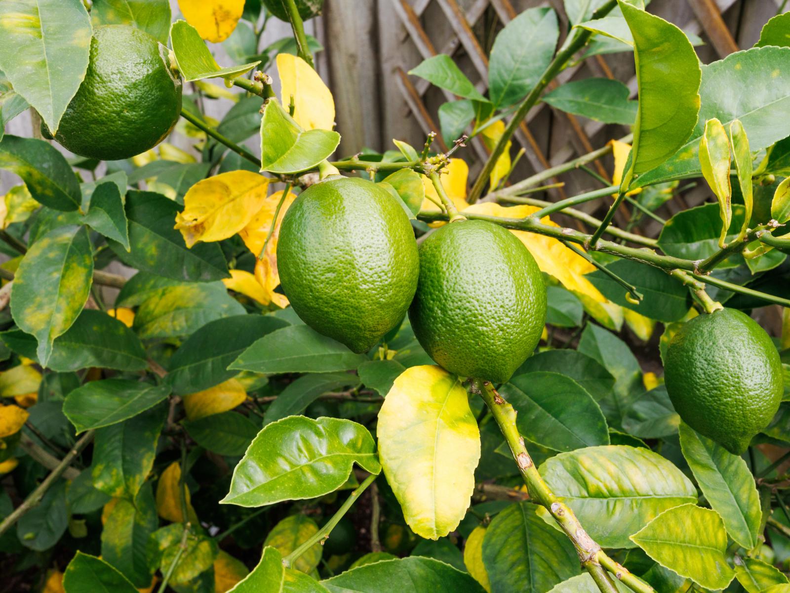 24a Pitama Road, Awapuni