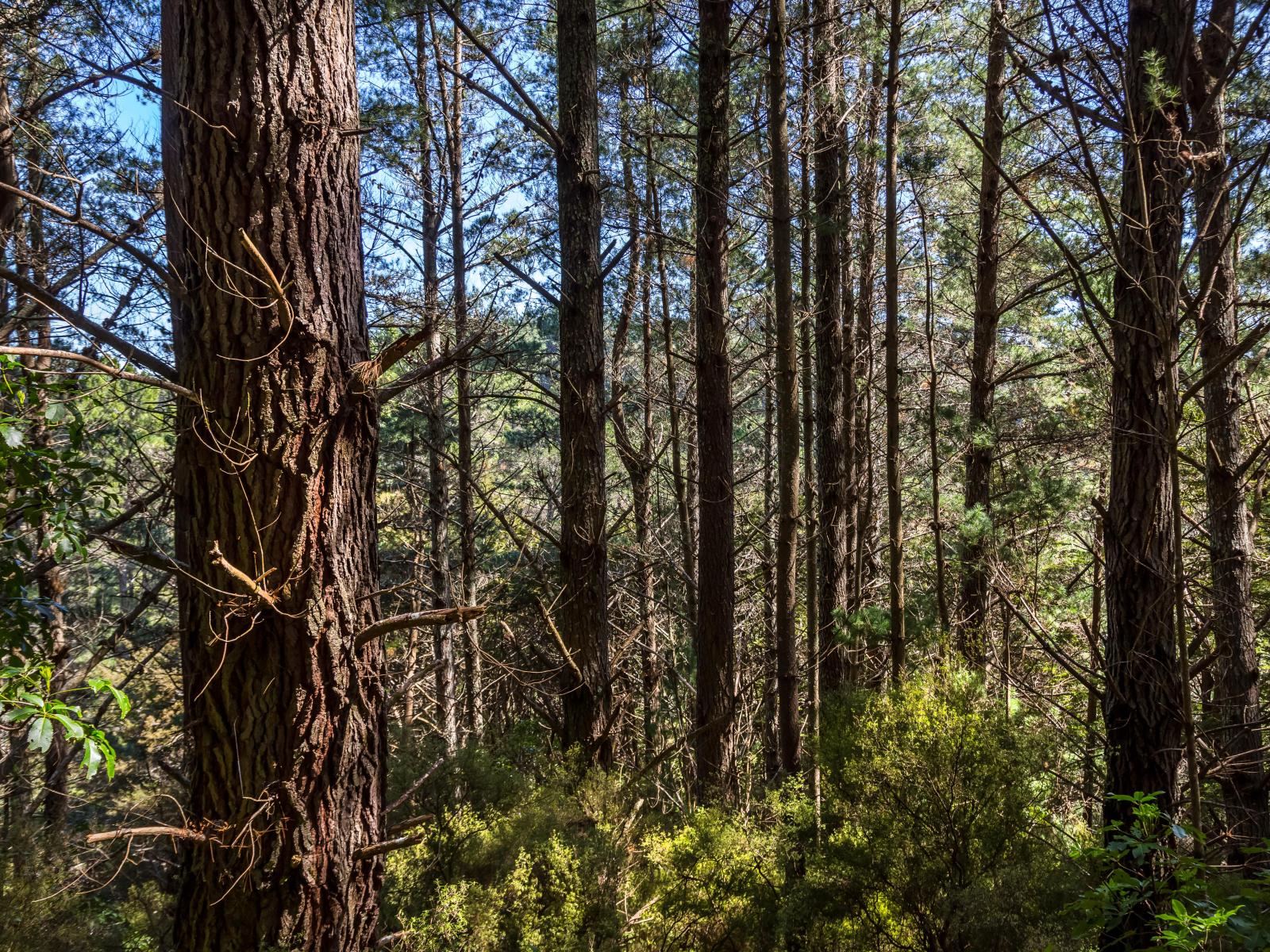 939 Kaiwhata Road, Te Wharau