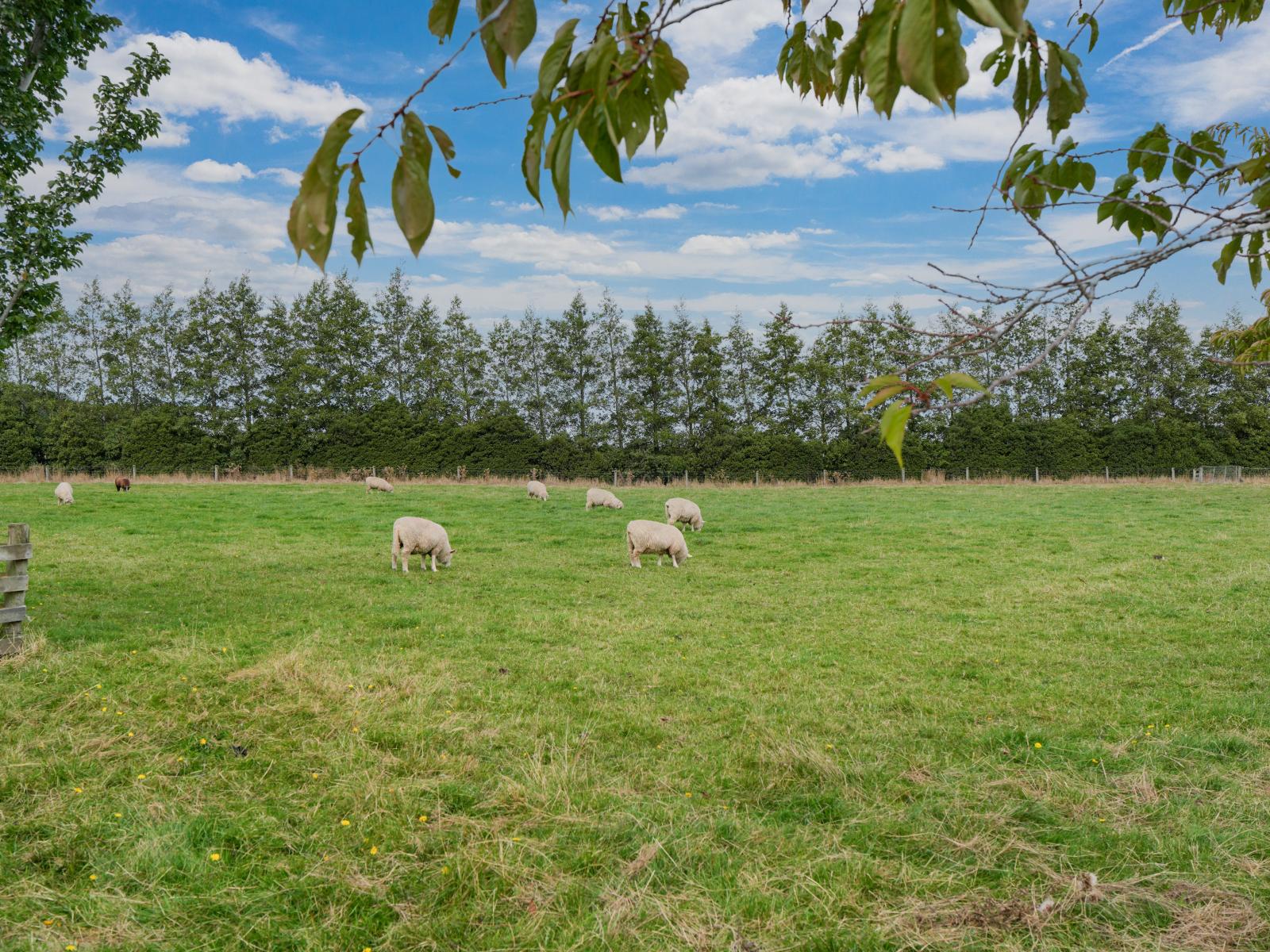 232 Crow Road, Thomsons Crossing