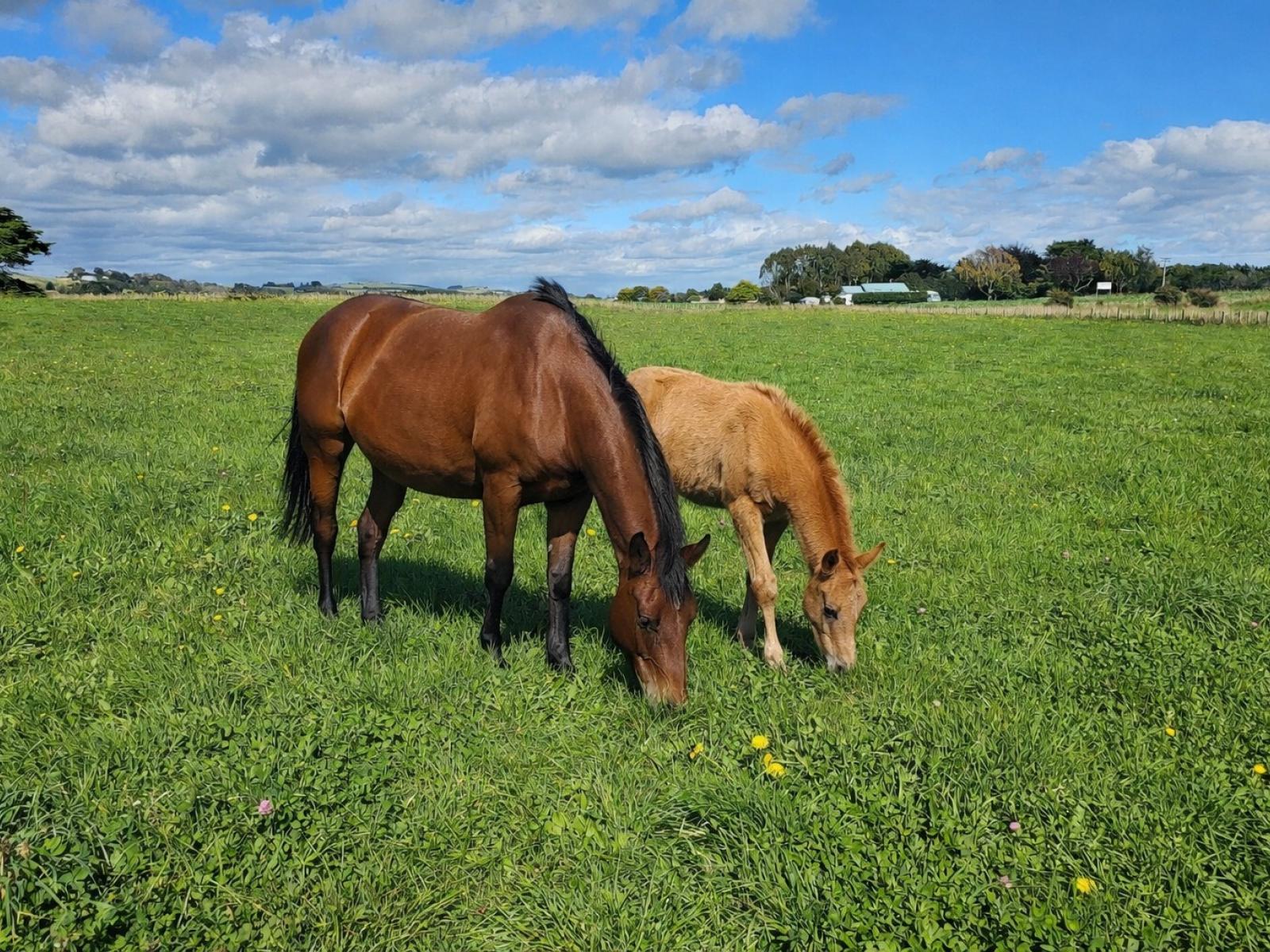 12B Pahiatua Pongaroa Road, Pahiatua