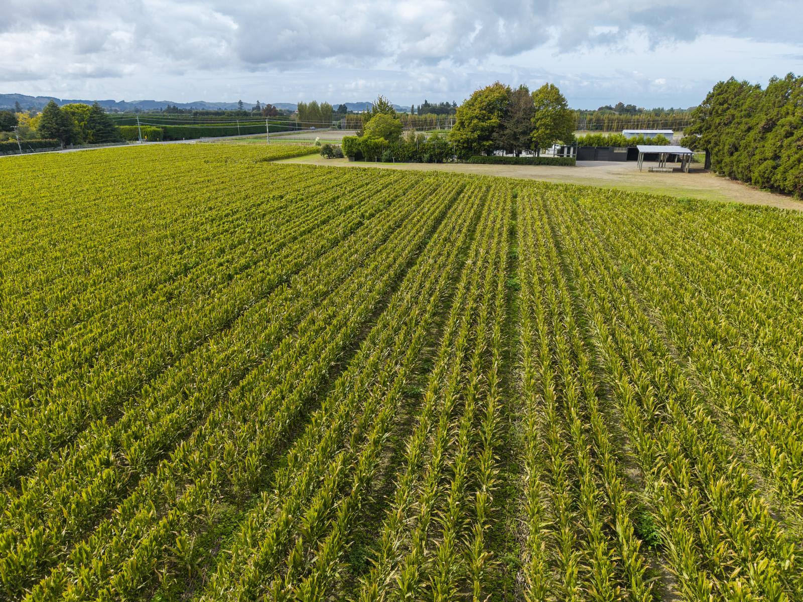 121 Bell Road, Matawhero