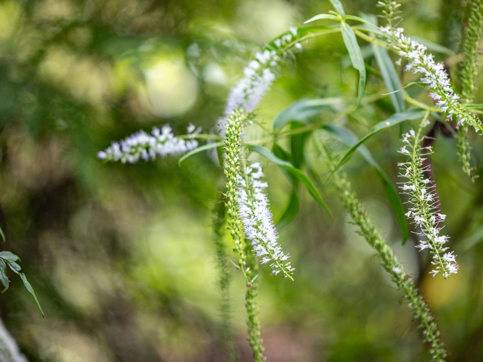 93 Gibson Lane, Te Awamutu