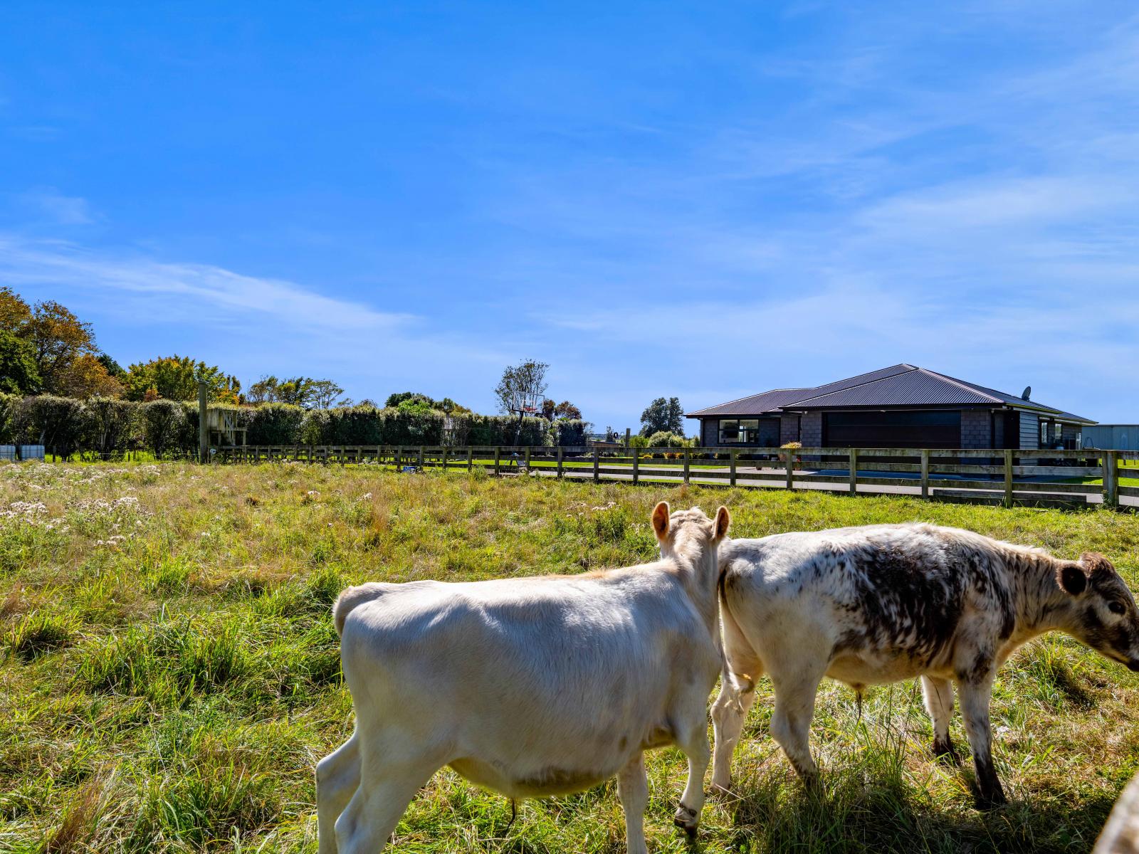 123 Princess Street, Waitara