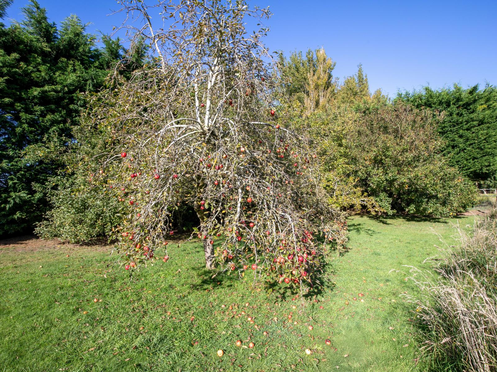 109 Marshalls Road, Springston