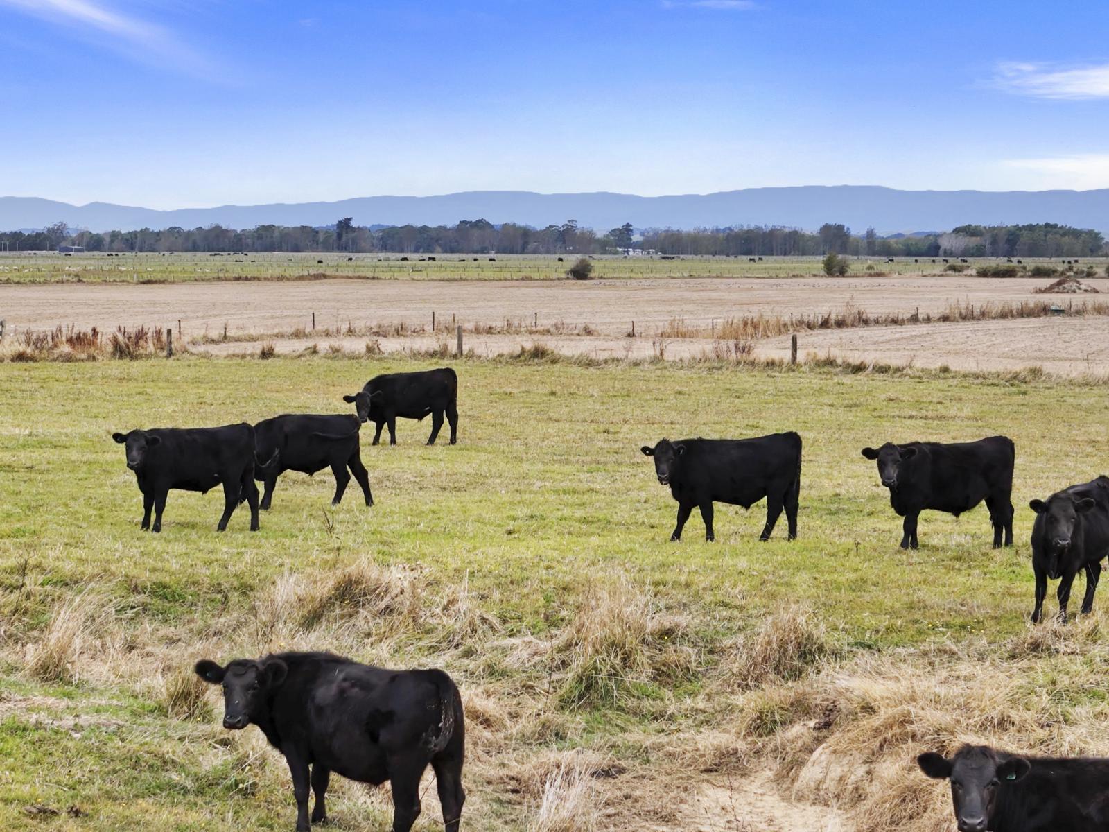 652 Makino Road, Feilding