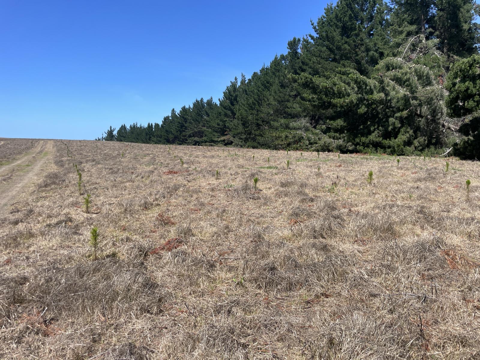 Toko Mouth Road, Toko Mouth