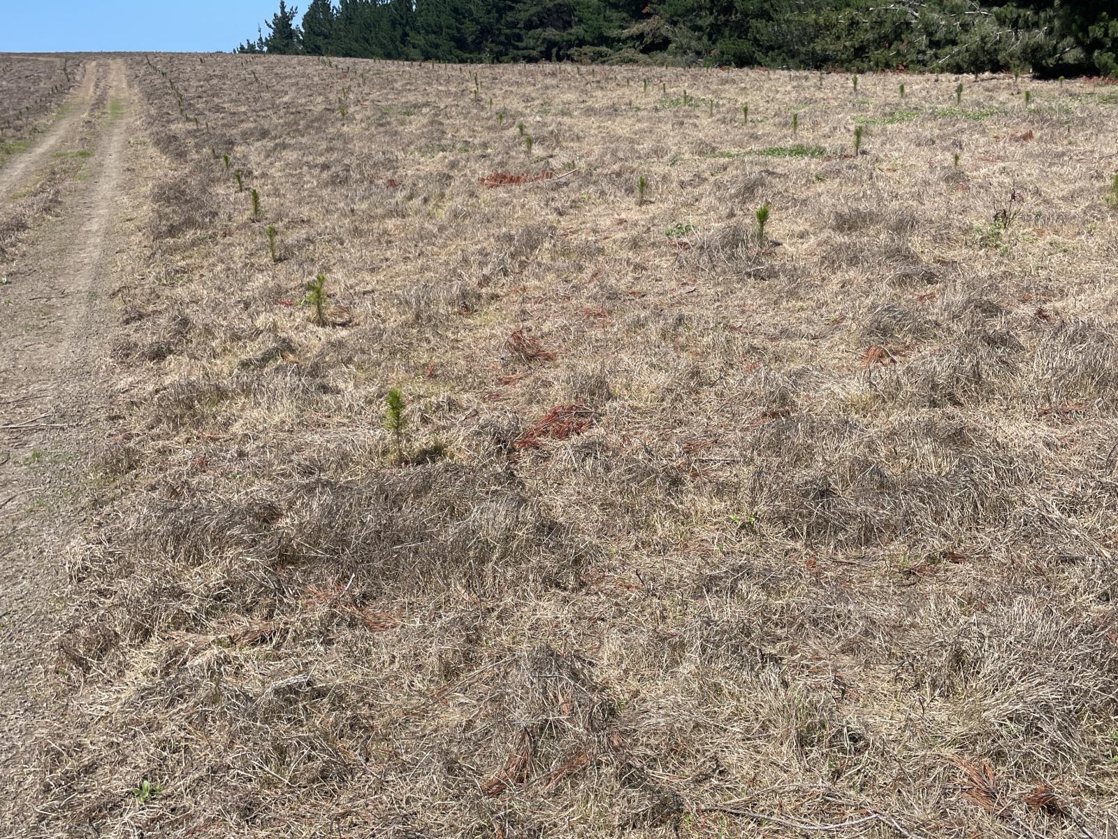 Toko Mouth Road, Toko Mouth