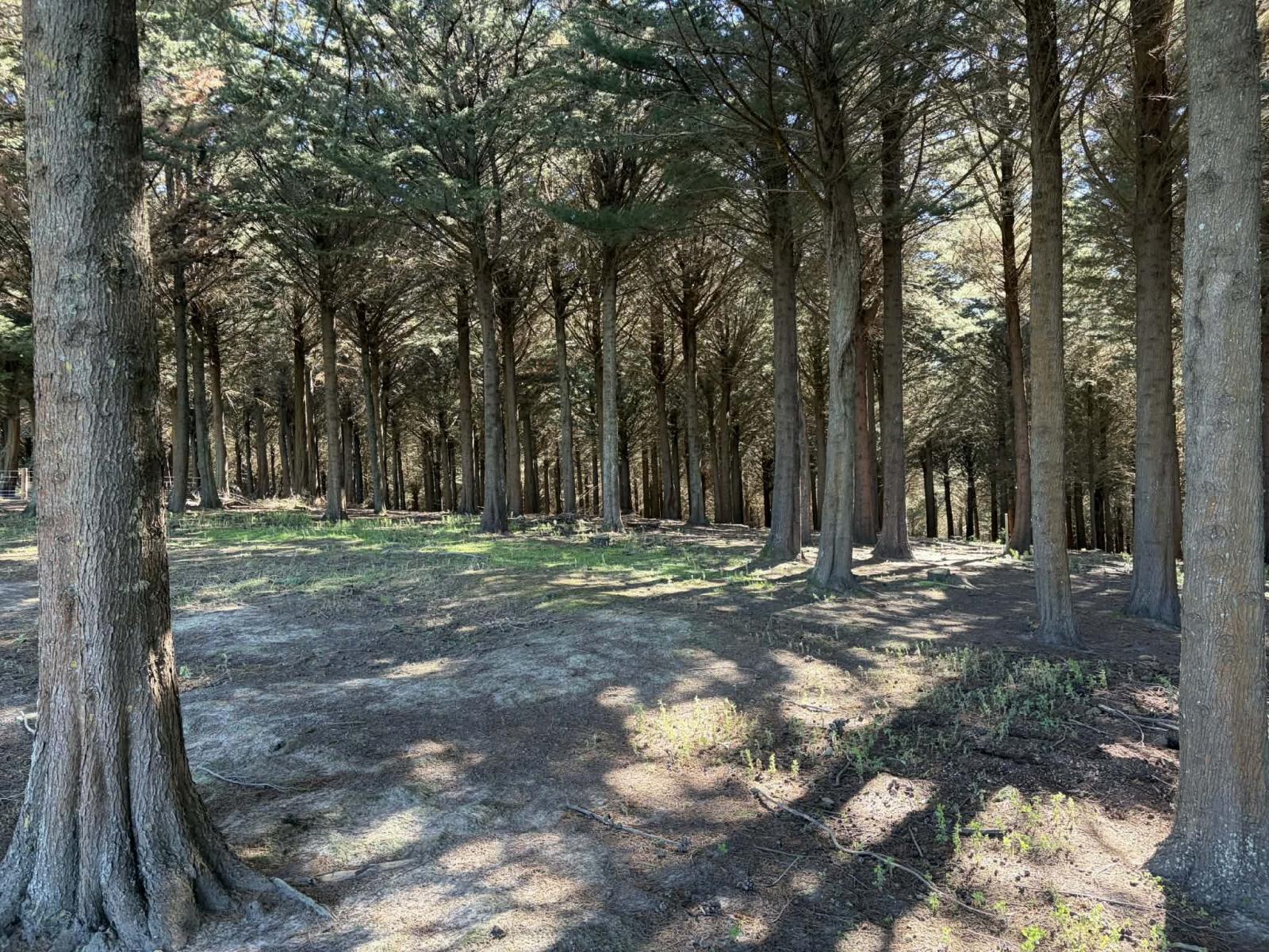 Waihola Hill Road, Clarendon