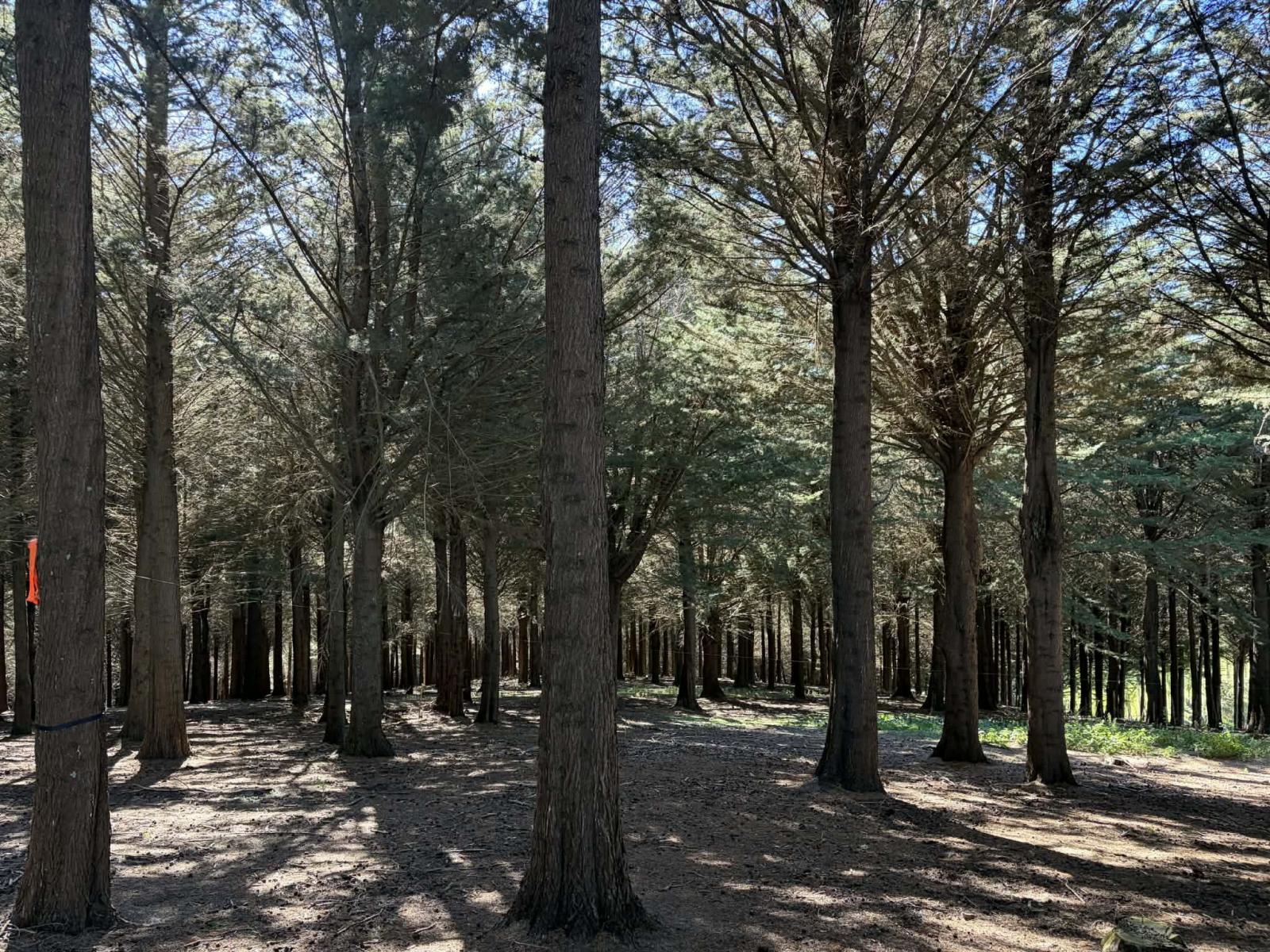 Waihola Hill Road, Clarendon