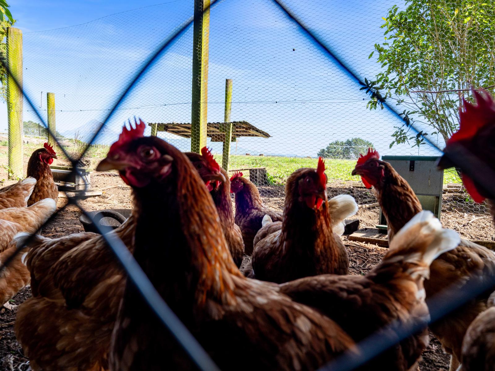 82 Clearview Road, Lepperton