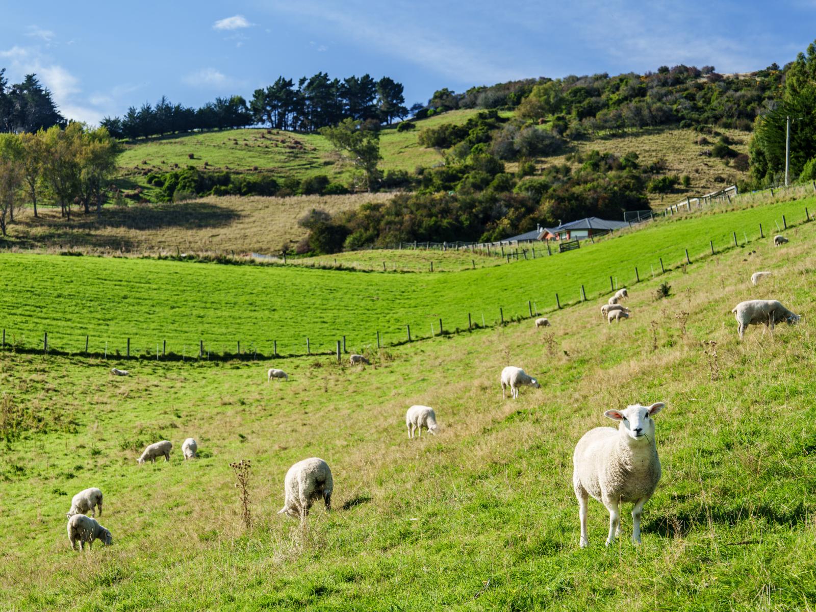 61 Elwyn Crescent, Green Island