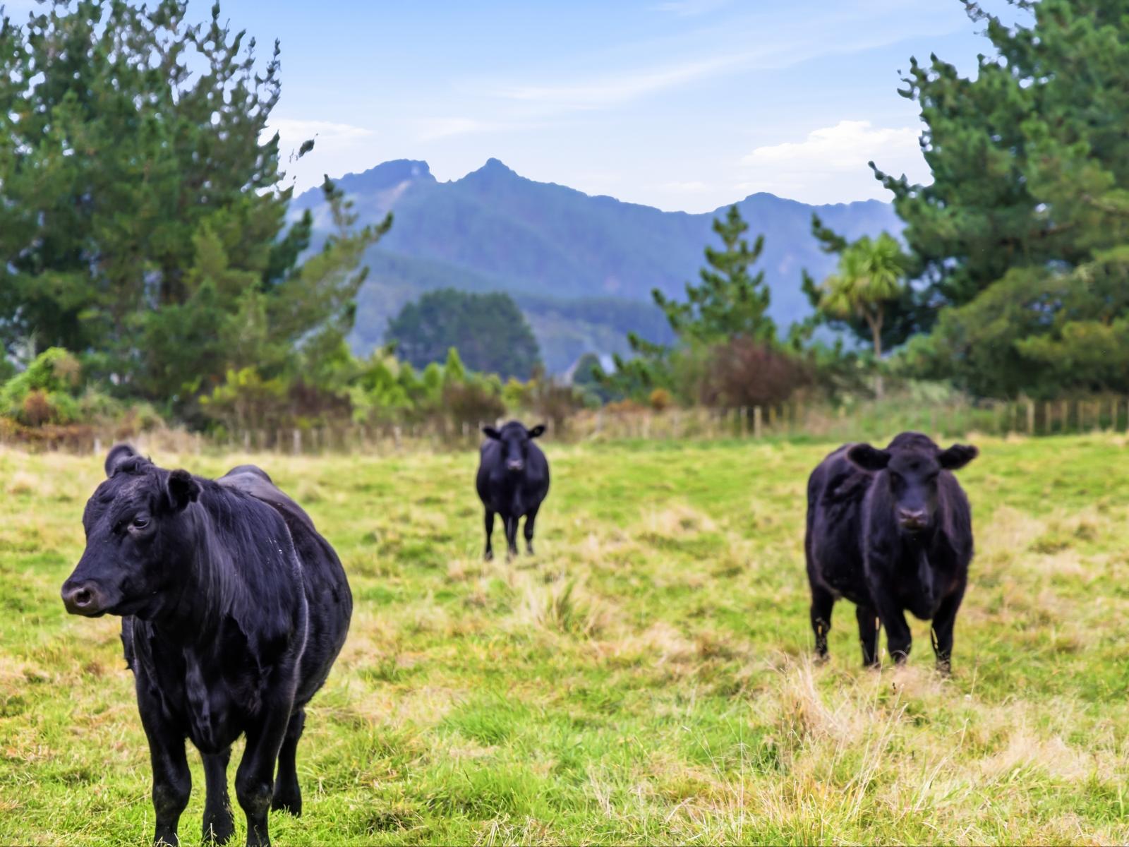 185 Taringamotu Road, Taumarunui
