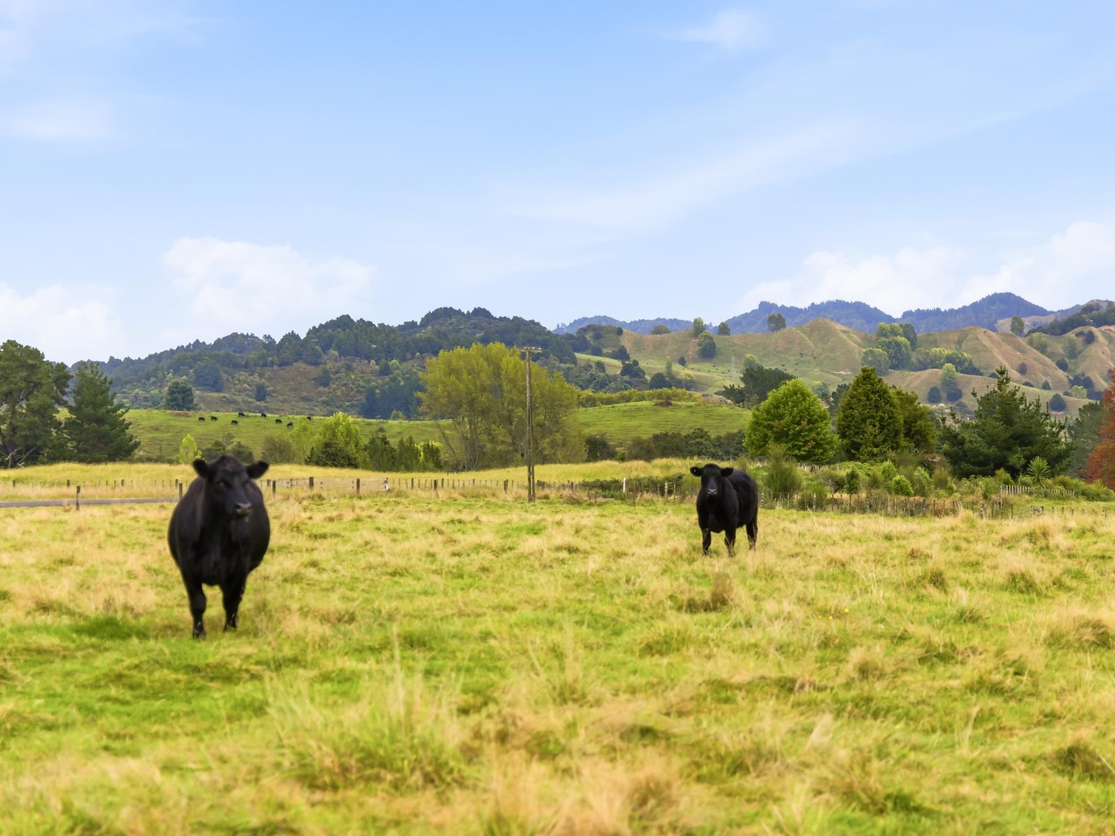 185 Taringamotu Road, Taumarunui