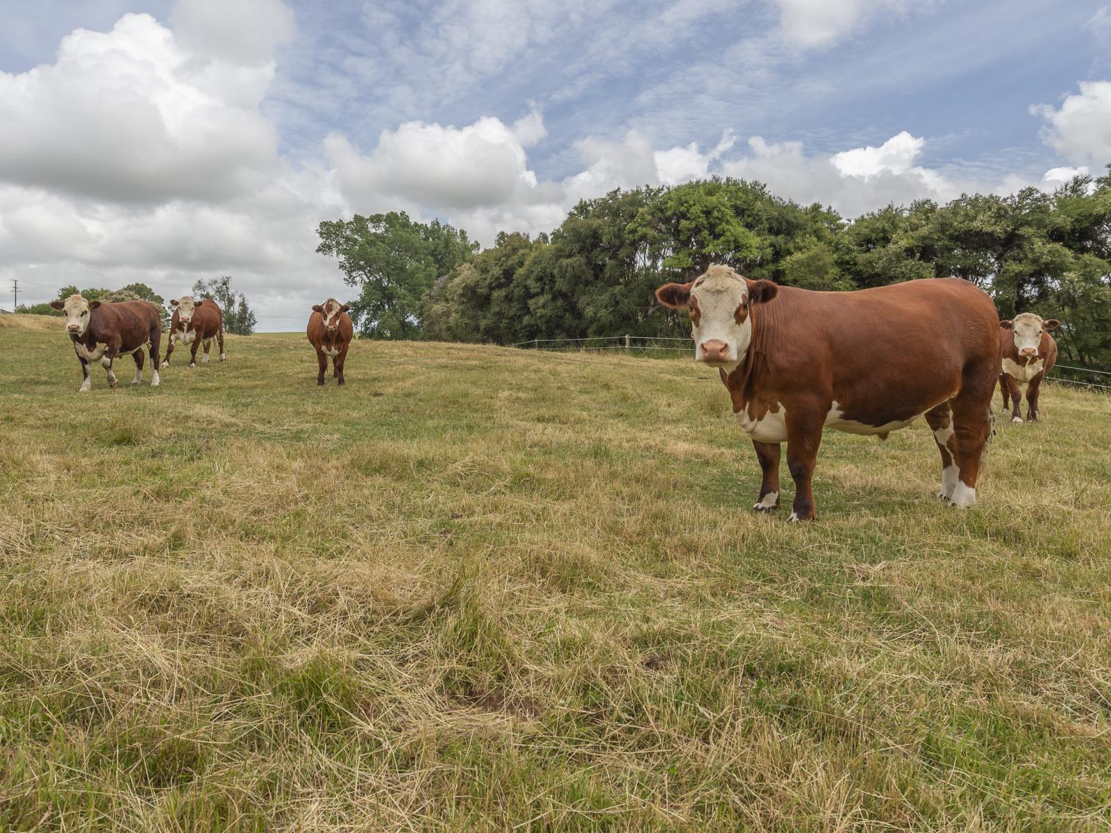 1358 Makirikiri Road, Marton