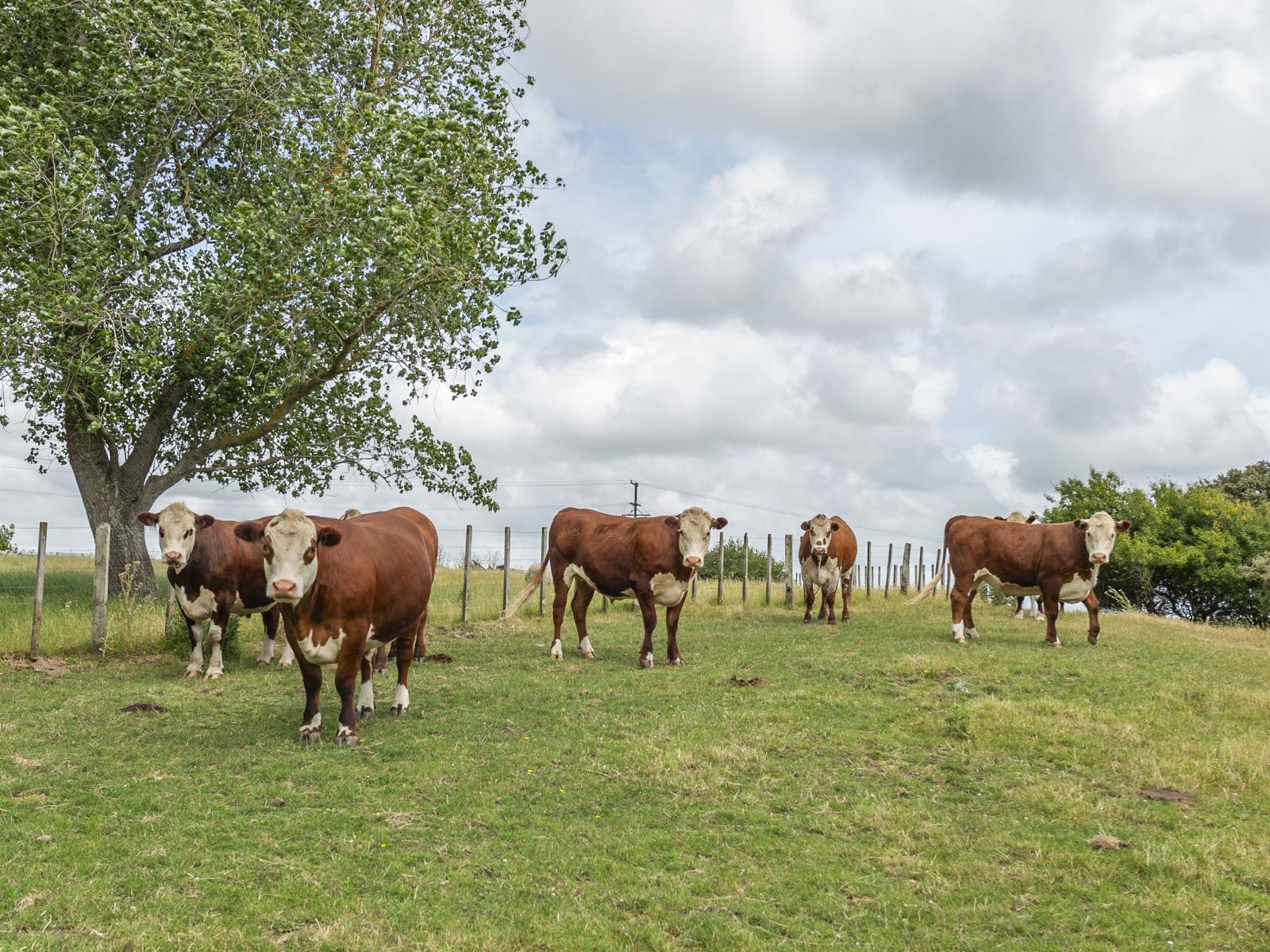 1358 Makirikiri Road, Marton