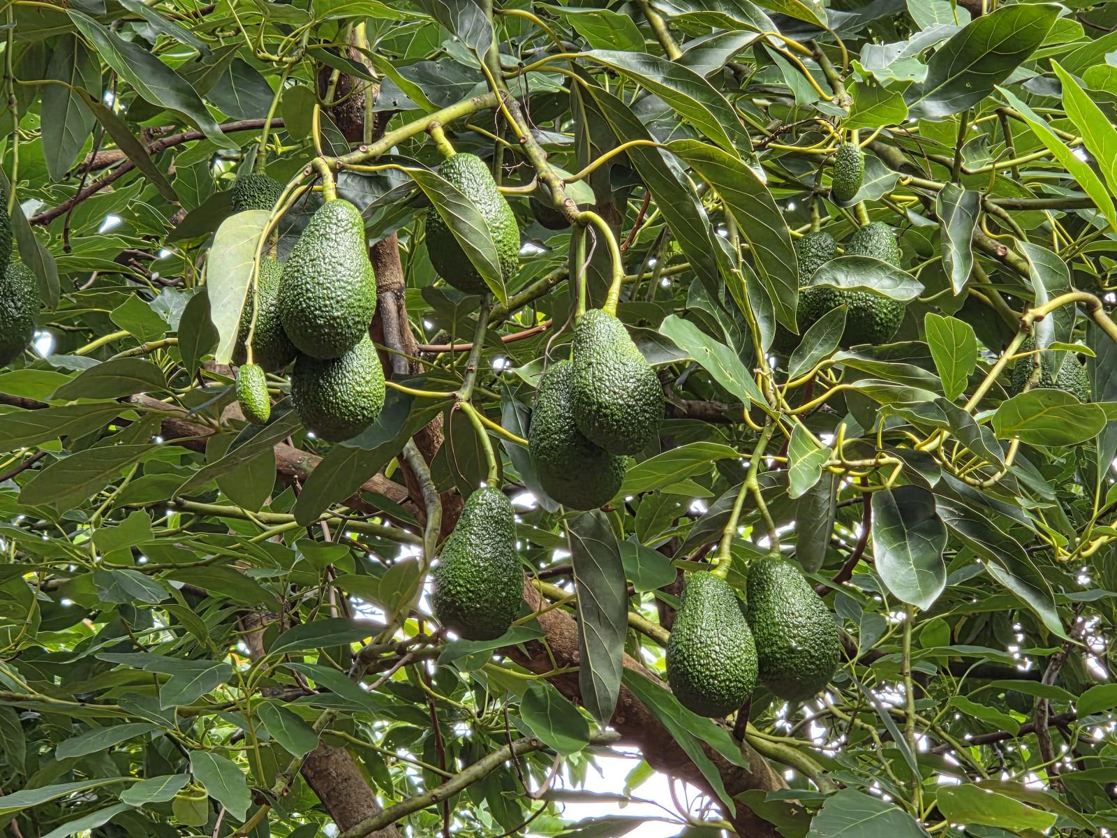 244 Beach Road, Katikati