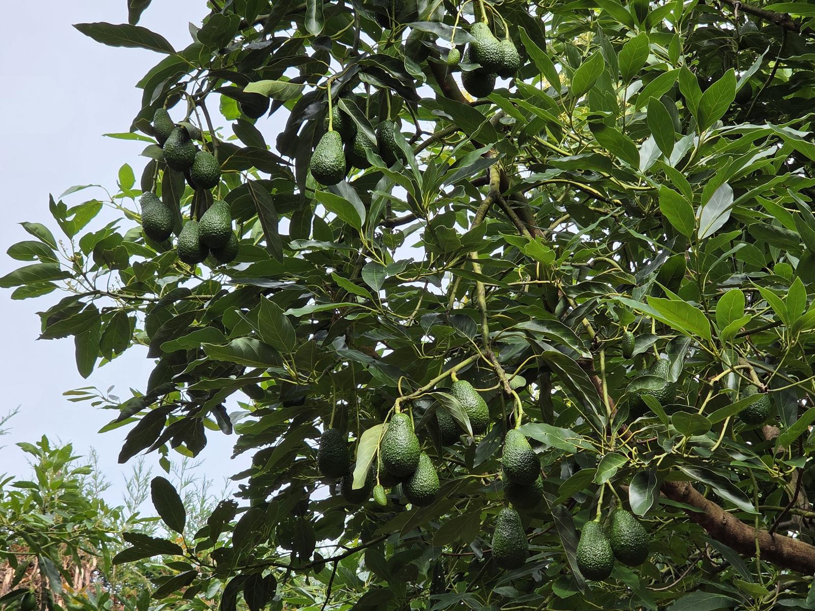 244 Beach Road, Katikati