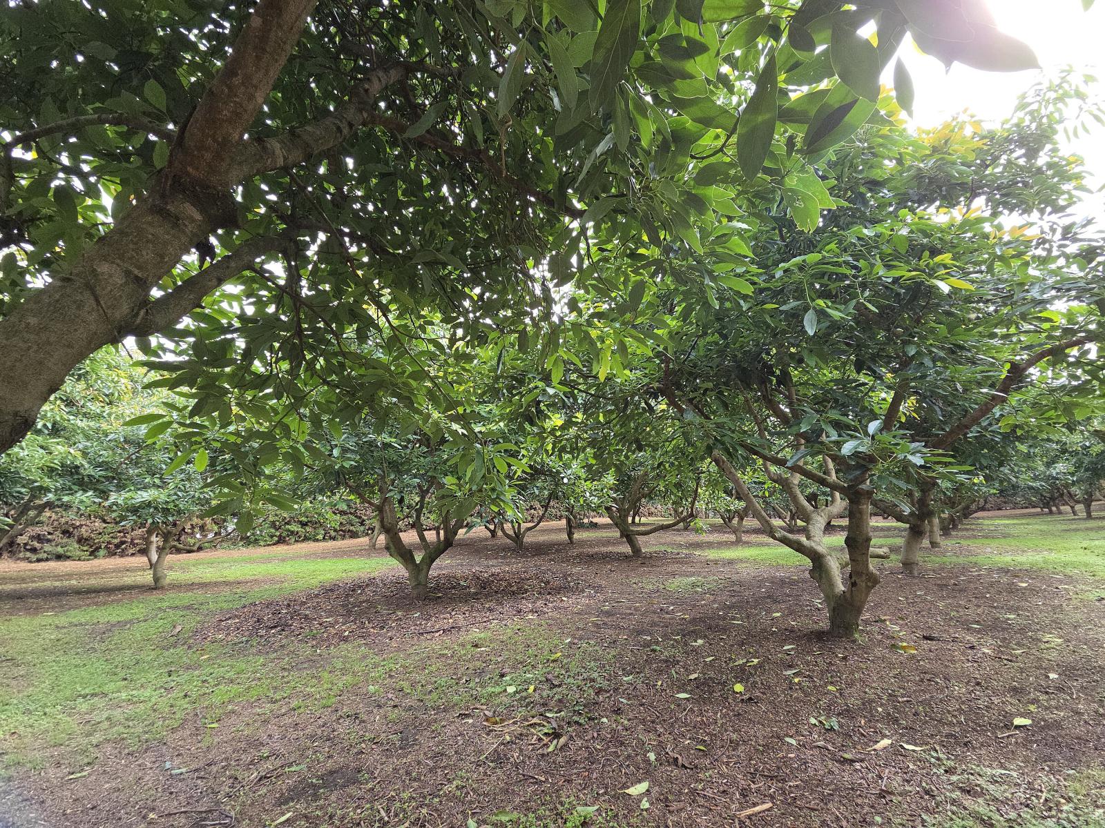 244 Beach Road, Katikati