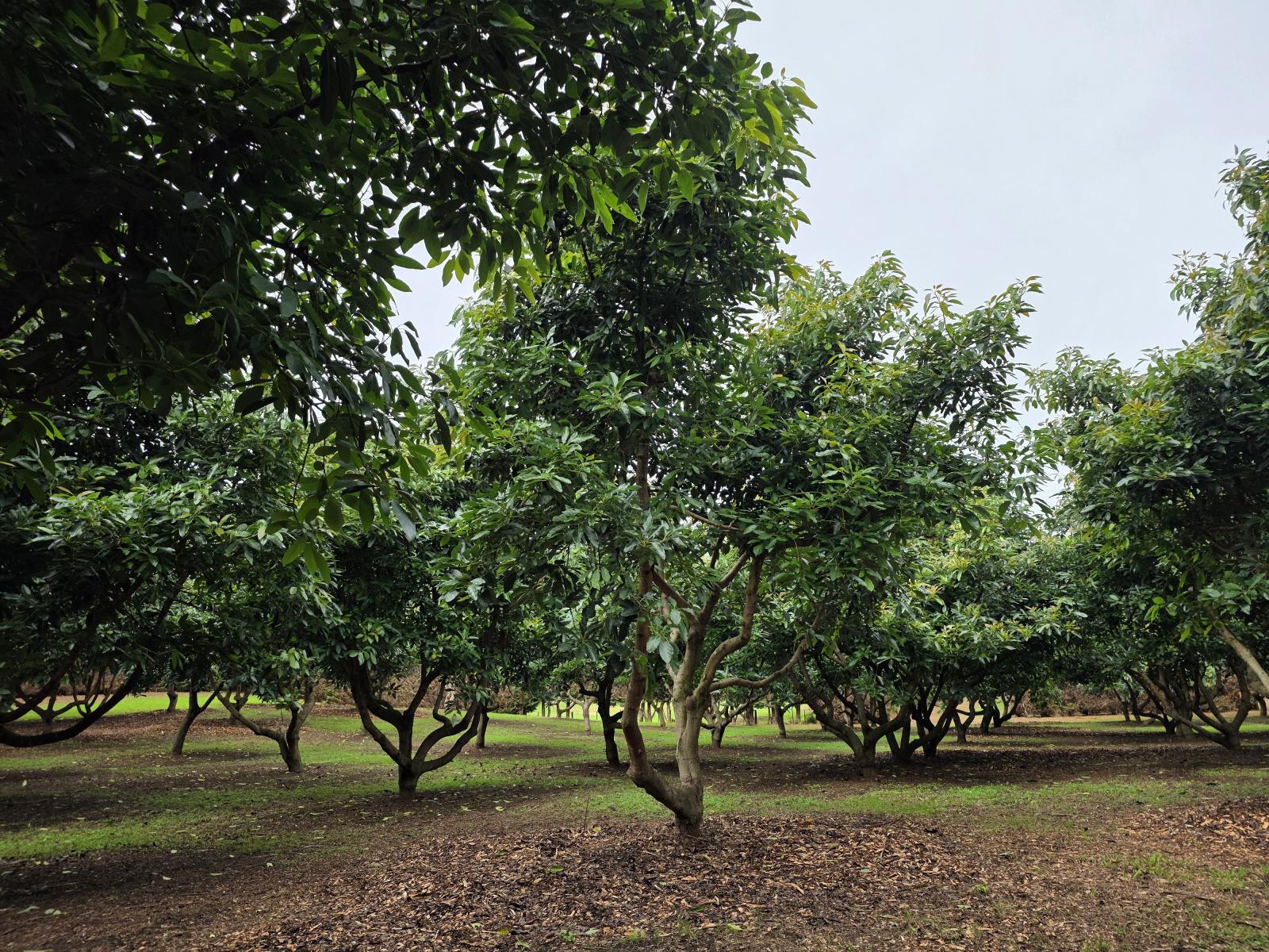 244 Beach Road, Katikati