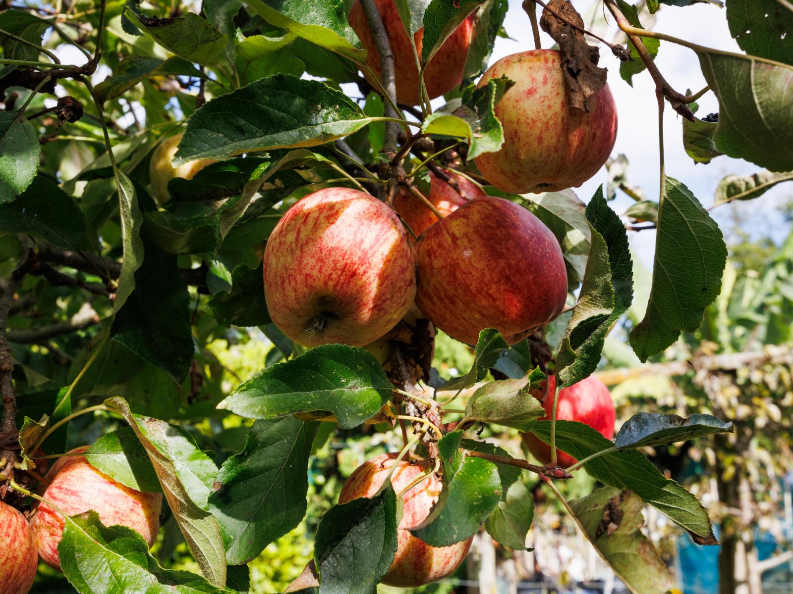 1233 Makino Road, Halcombe