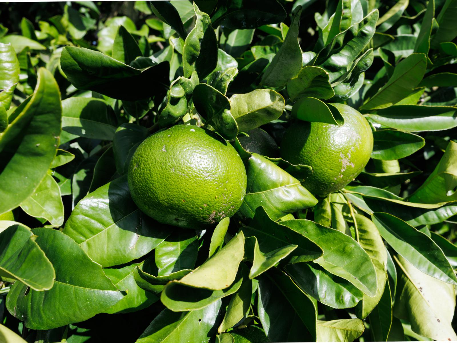 1233 Makino Road, Halcombe