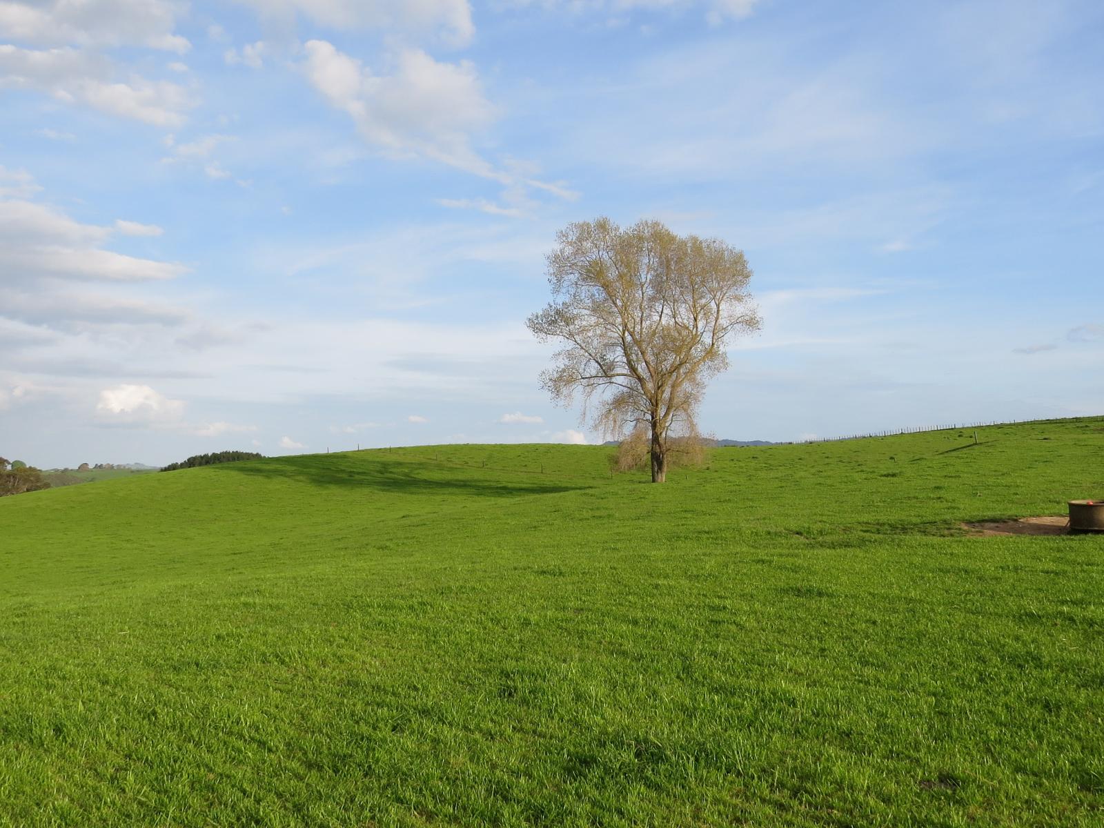 356 Whatauri Road, Wharepapa South