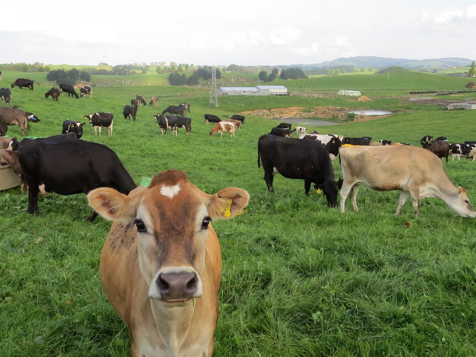 356 Whatauri Road, Wharepapa South