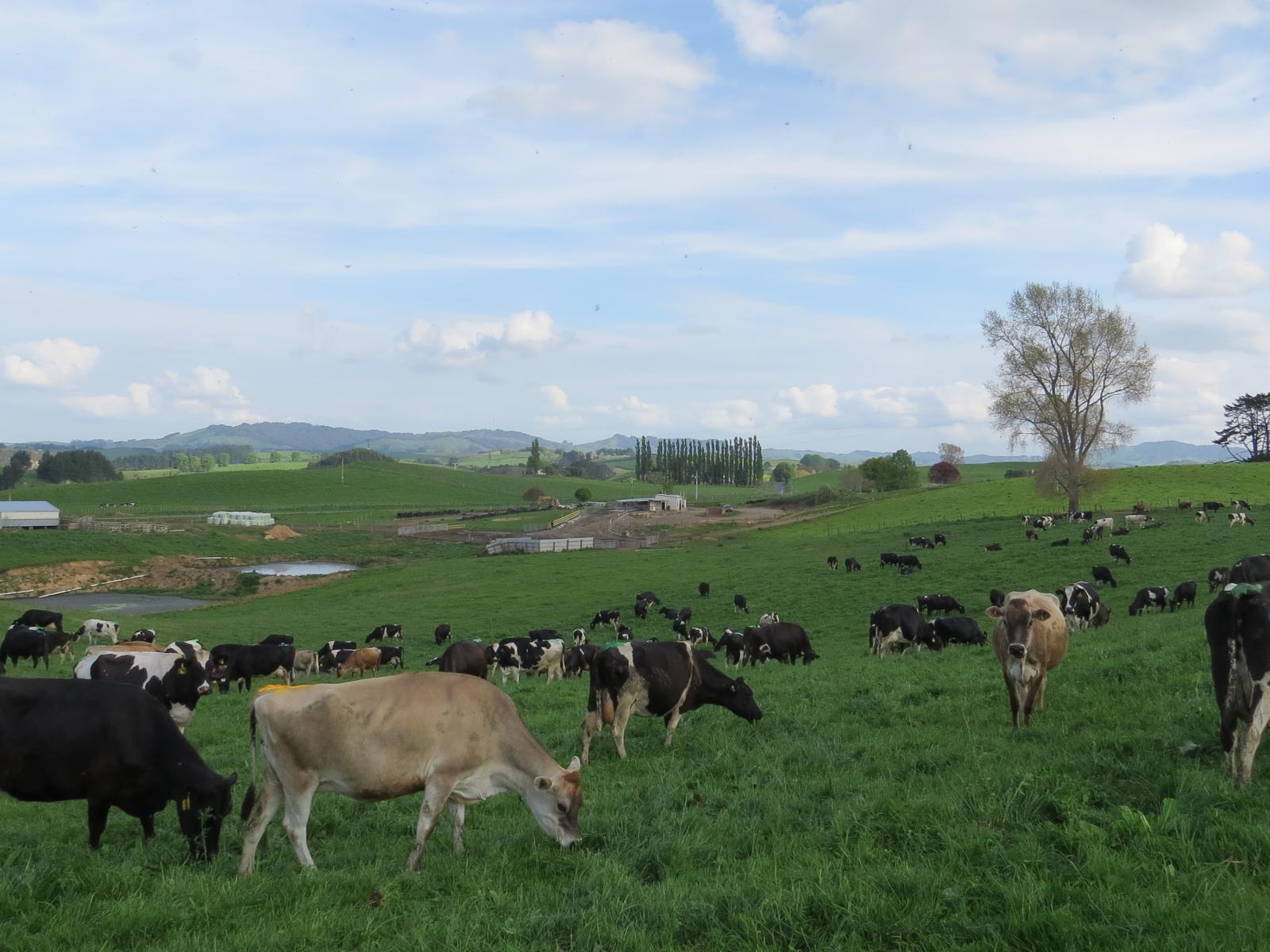 356 Whatauri Road, Wharepapa South