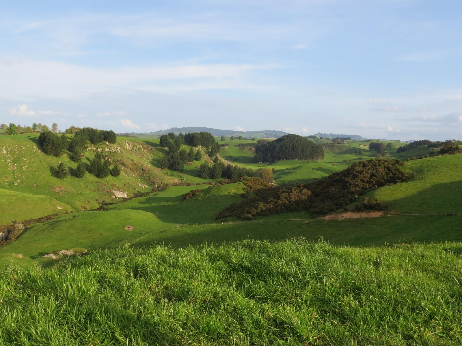 356 Whatauri Road, Wharepapa South