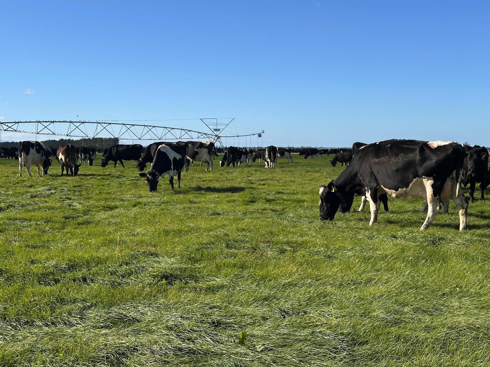 803 Ardlui Road, Te Pirita