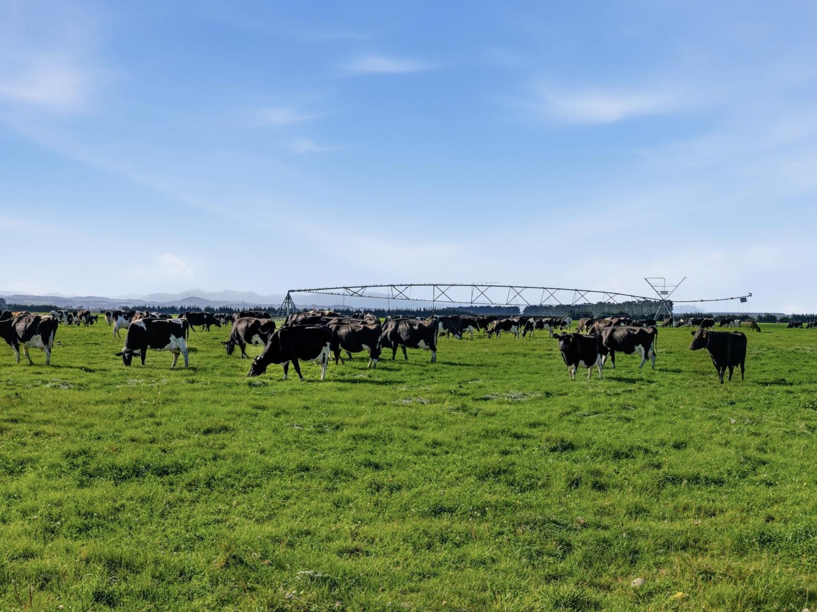 803 Ardlui Road, Te Pirita