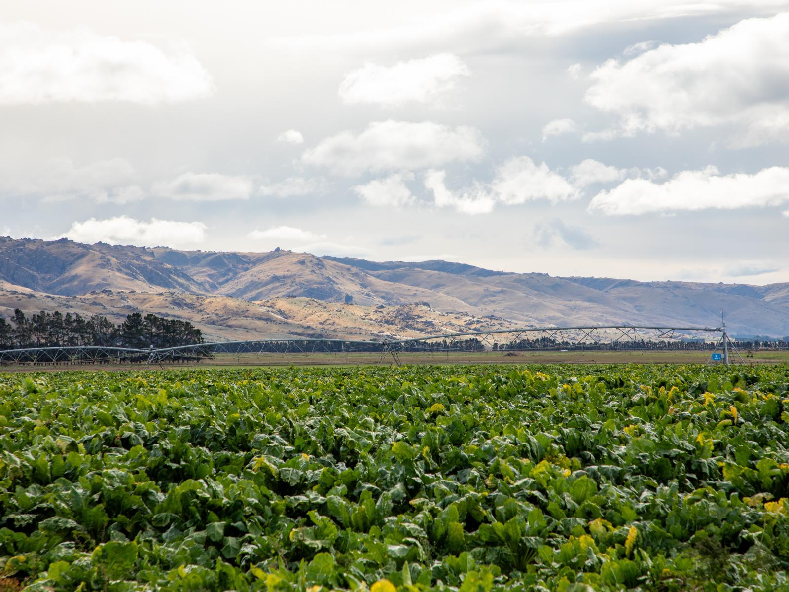 263 Puketoi Runs Road, Puketoi